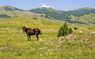 Séjour écologique au Monténégro : apprendre en protégeant la nature